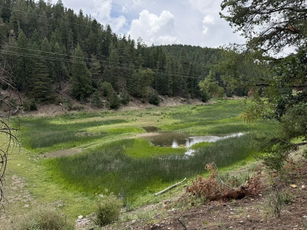 High-country meadow surrounded by pines